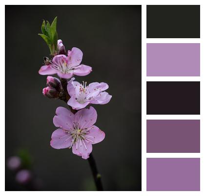 Peach Blossoms Flowers Petals Image